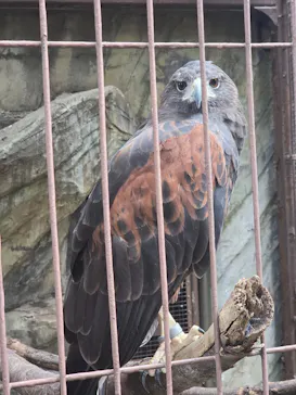 恩賜上野動物園に投稿された画像（2026/8/4）