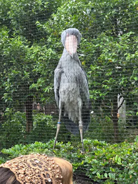 恩賜上野動物園に投稿された画像（2026/8/4）