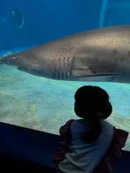 アクアワールド茨城県大洗水族館に投稿された画像（2026/8/4）
