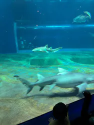 アクアワールド茨城県大洗水族館に投稿された画像（2026/8/4）