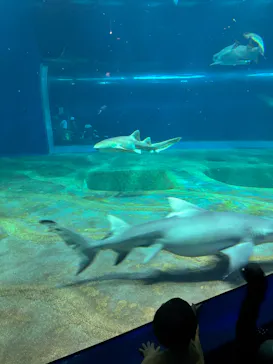 アクアワールド茨城県大洗水族館に投稿された画像（2026/8/4）