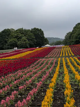 たんばらラベンダーパークに投稿された画像（2026/8/4）