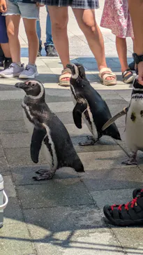 大分マリーンパレス水族館 「うみたまご」に投稿された画像（2026/8/4）