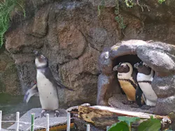 サンシャイン水族館に投稿された画像（2026/8/4）