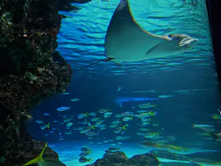 サンシャイン水族館に投稿された画像（2026/8/4）