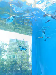 サンシャイン水族館に投稿された画像（2026/8/4）