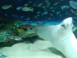サンシャイン水族館に投稿された画像（2026/8/4）