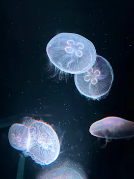 京都水族館に投稿された画像（2026/8/4）