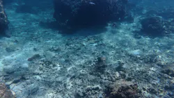 tome cruiseに投稿された画像（2026/8/4）
