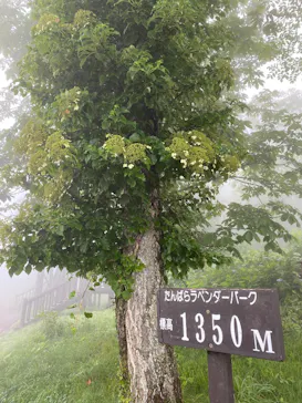 たんばらラベンダーパークに投稿された画像（2026/8/4）