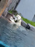 天王寺動物園に投稿された画像（2026/8/4）