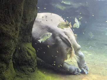 天王寺動物園に投稿された画像（2026/8/4）