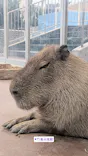 竹島水族館に投稿された画像（2026/8/4）