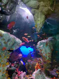 サンシャイン水族館に投稿された画像（2026/8/4）