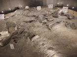 福井県立恐竜博物館に投稿された画像（2026/8/4）
