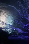 新江ノ島水族館に投稿された画像（2026/8/4）