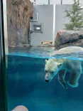 天王寺動物園に投稿された画像（2026/8/4）