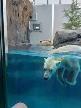 天王寺動物園に投稿された画像（2026/8/4）
