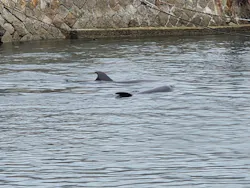 鳥羽湾めぐりとイルカ島に投稿された画像（2026/8/4）