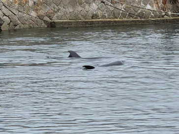 鳥羽湾めぐりとイルカ島に投稿された画像（2026/8/4）