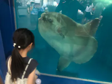 越前松島水族館に投稿された画像（2026/8/4）