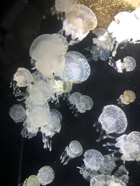 越前松島水族館に投稿された画像（2026/8/4）