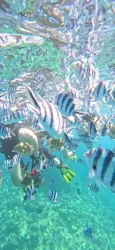 サマーリゾート沖縄に投稿された画像（2026/8/4）