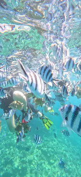 サマーリゾート沖縄に投稿された画像（2026/8/4）