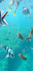 サマーリゾート沖縄に投稿された画像（2026/8/4）