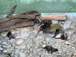 世界淡水魚園水族館　アクア・トトぎふに投稿された画像（2026/8/4）