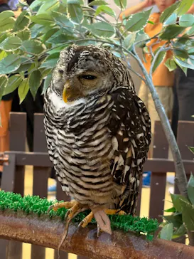 Moff animal cafe イオンモール幕張新都心店に投稿された画像（2026/8/4）