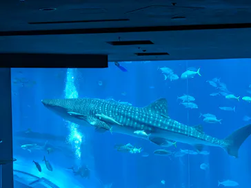 沖縄美ら海水族館に投稿された画像（2026/8/4）