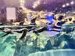 すみだ水族館に投稿された画像（2026/8/4）