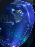 名古屋港水族館に投稿された画像（2026/8/4）