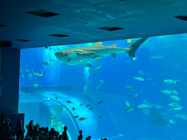沖縄美ら海水族館に投稿された画像（2026/8/4）