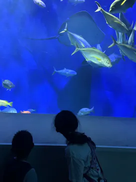 大分マリーンパレス水族館 「うみたまご」に投稿された画像（2026/8/4）