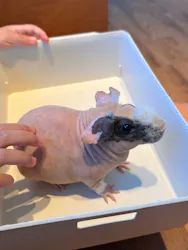 Moff animal cafe 小田原ダイナシティ店に投稿された画像（2026/8/4）
