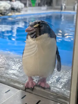 越前松島水族館に投稿された画像（2026/8/4）