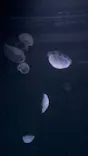 サンシャイン水族館に投稿された画像（2026/8/5）
