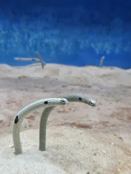 大分マリーンパレス水族館 「うみたまご」に投稿された画像（2026/8/5）
