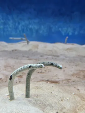 大分マリーンパレス水族館 「うみたまご」に投稿された画像（2026/8/5）