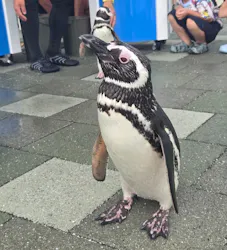 大分マリーンパレス水族館 「うみたまご」に投稿された画像（2026/8/5）