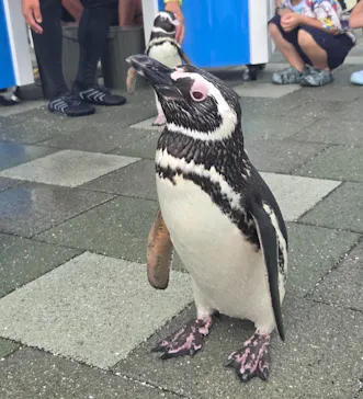 大分マリーンパレス水族館 「うみたまご」に投稿された画像（2026/8/5）