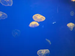 大分マリーンパレス水族館 「うみたまご」に投稿された画像（2026/8/5）