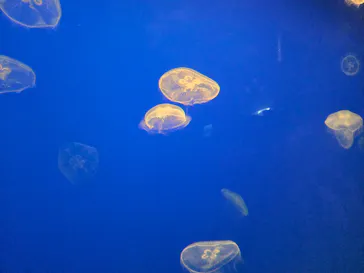 大分マリーンパレス水族館 「うみたまご」に投稿された画像（2026/8/5）