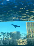 サンシャイン水族館に投稿された画像（2026/8/5）