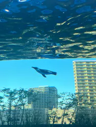 サンシャイン水族館に投稿された画像（2026/8/5）