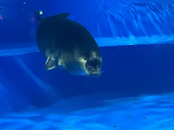 サンシャイン水族館に投稿された画像（2026/8/5）
