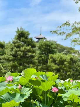三溪園に投稿された画像（2026/8/5）