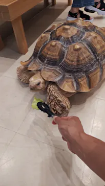 Moff animal cafe イオンモール名取店に投稿された画像（2026/8/5）